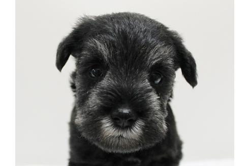 成約済の千葉県のミニチュアシュナウザー-13543の3枚目